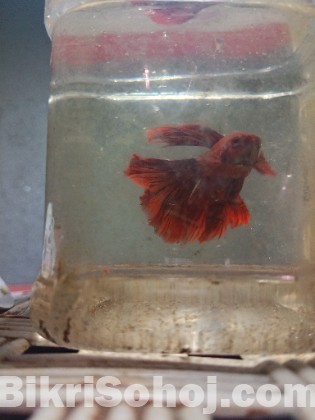 Betta fish